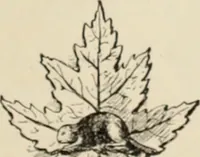 An illustration from Style (1904) (1904)