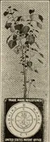 An illustration from Style (1904) (1904)