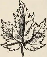 An illustration from Style (1904) (1904)