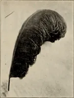 An illustration from Style (1904) (1904)