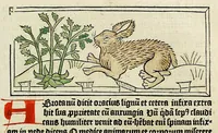An illustration from Dyalog[us] creaturaru[m] moralizat[us] : omni materie morali iocu[n]do et edificatiuo modo applicabilis