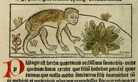 An illustration from Dyalog[us] creaturaru[m] moralizat[us] : omni materie morali iocu[n]do et edificatiuo modo applicabilis