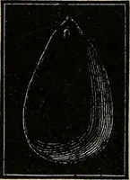 An illustration from Diamonds and precious stones, a popular account of gems .. (1874)