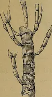 An illustration from Diamonds and precious stones, a popular account of gems .. (1874)