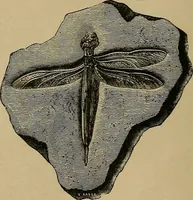 An illustration from Diamonds and precious stones, a popular account of gems .. (1874)