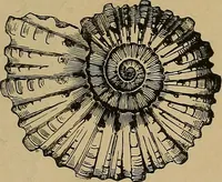 An illustration from Diamonds and precious stones, a popular account of gems .. (1874)