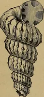 An illustration from Diamonds and precious stones, a popular account of gems .. (1874)