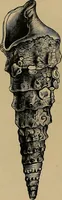 An illustration from Diamonds and precious stones, a popular account of gems .. (1874)