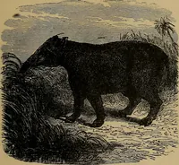 An illustration from Diamonds and precious stones, a popular account of gems .. (1874)