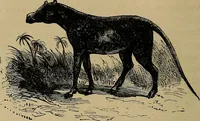 An illustration from Diamonds and precious stones, a popular account of gems .. (1874)