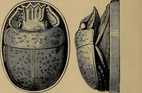 An illustration from Diamonds and precious stones, a popular account of gems .. (1874)