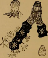 An illustration from Diamonds and precious stones, a popular account of gems .. (1874)