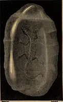 Picture 74 of 107 from Diamonds and precious stones, a popular account of gems .. (1874), leaf 226