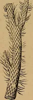 An illustration from Diamonds and precious stones, a popular account of gems .. (1874)