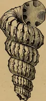 An illustration from Diamonds and precious stones, a popular account of gems .. (1874)