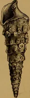 An illustration from Diamonds and precious stones, a popular account of gems .. (1874)
