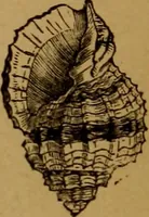An illustration from Diamonds and precious stones, a popular account of gems .. (1874)