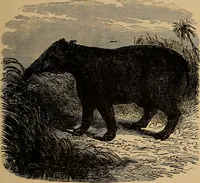 An illustration from Diamonds and precious stones, a popular account of gems .. (1874)