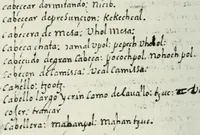 An illustration from [Diccionario de Motul, maya español] (1577)