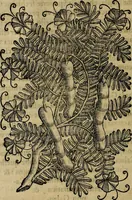 An illustration from Trattato di Christoforo Acosta africano medico & chirurgo della historia, natvra, et virtv delle droghe medicinali, & altri semplici rarissimi, che vengono portati dalle Indie Orientali in Europa : con le figure delle piante ritratte, & disegnate dal viuo poste a' luoghi proprij : nuouamente recato dalla spagnuola nella nostra lingua : con due indici, vno de' capi principali, l'altro delle cose di più momento, che si ritrouano in tutta l'opera (1585)
