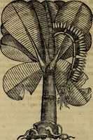 An illustration from Trattato di Christoforo Acosta africano medico & chirurgo della historia, natvra, et virtv delle droghe medicinali, & altri semplici rarissimi, che vengono portati dalle Indie Orientali in Europa : con le figure delle piante ritratte, & disegnate dal viuo poste a' luoghi proprij : nuouamente recato dalla spagnuola nella nostra lingua : con due indici, vno de' capi principali, l'altro delle cose di più momento, che si ritrouano in tutta l'opera (1585)