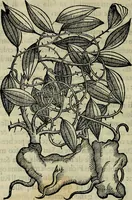 Picture 26 of 102 from Trattato di Christoforo Acosta africano medico & chirurgo della historia, natvra, et virtv delle droghe medicinali, & altri semplici rarissimi, che vengono portati dalle Indie Orientali in Europa : con le figure delle piante ritratte, & disegnate dal viuo poste a' luoghi proprij : nuouamente recato dalla spagnuola nella nostra lingua : con due indici, vno de' capi principali, l'altro delle cose di più momento, che si ritrouano in tutta l'opera (1585), leaf 113