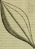 An illustration from Trattato di Christoforo Acosta africano medico & chirurgo della historia, natvra, et virtv delle droghe medicinali, & altri semplici rarissimi, che vengono portati dalle Indie Orientali in Europa : con le figure delle piante ritratte, & disegnate dal viuo poste a' luoghi proprij : nuouamente recato dalla spagnuola nella nostra lingua : con due indici, vno de' capi principali, l'altro delle cose di più momento, che si ritrouano in tutta l'opera (1585)