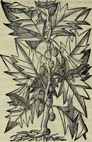 An illustration from Trattato di Christoforo Acosta africano medico & chirurgo della historia, natvra, et virtv delle droghe medicinali, & altri semplici rarissimi, che vengono portati dalle Indie Orientali in Europa : con le figure delle piante ritratte, & disegnate dal viuo poste a' luoghi proprij : nuouamente recato dalla spagnuola nella nostra lingua : con due indici, vno de' capi principali, l'altro delle cose di più momento, che si ritrouano in tutta l'opera (1585)