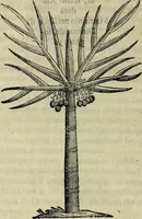 An illustration from Trattato di Christoforo Acosta africano medico & chirurgo della historia, natvra, et virtv delle droghe medicinali, & altri semplici rarissimi, che vengono portati dalle Indie Orientali in Europa : con le figure delle piante ritratte, & disegnate dal viuo poste a' luoghi proprij : nuouamente recato dalla spagnuola nella nostra lingua : con due indici, vno de' capi principali, l'altro delle cose di più momento, che si ritrouano in tutta l'opera (1585)