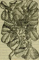 An illustration from Trattato di Christoforo Acosta africano medico & chirurgo della historia, natvra, et virtv delle droghe medicinali, & altri semplici rarissimi, che vengono portati dalle Indie Orientali in Europa : con le figure delle piante ritratte, & disegnate dal viuo poste a' luoghi proprij : nuouamente recato dalla spagnuola nella nostra lingua : con due indici, vno de' capi principali, l'altro delle cose di più momento, che si ritrouano in tutta l'opera (1585)