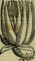 Picture 41 of 102 from Trattato di Christoforo Acosta africano medico & chirurgo della historia, natvra, et virtv delle droghe medicinali, & altri semplici rarissimi, che vengono portati dalle Indie Orientali in Europa : con le figure delle piante ritratte, & disegnate dal viuo poste a' luoghi proprij : nuouamente recato dalla spagnuola nella nostra lingua : con due indici, vno de' capi principali, l'altro delle cose di più momento, che si ritrouano in tutta l'opera (1585), leaf 212