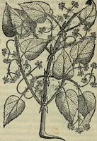 Picture 44 of 102 from Trattato di Christoforo Acosta africano medico & chirurgo della historia, natvra, et virtv delle droghe medicinali, & altri semplici rarissimi, che vengono portati dalle Indie Orientali in Europa : con le figure delle piante ritratte, & disegnate dal viuo poste a' luoghi proprij : nuouamente recato dalla spagnuola nella nostra lingua : con due indici, vno de' capi principali, l'altro delle cose di più momento, che si ritrouano in tutta l'opera (1585), leaf 221
