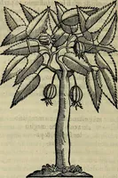 An illustration from Trattato di Christoforo Acosta africano medico & chirurgo della historia, natvra, et virtv delle droghe medicinali, & altri semplici rarissimi, che vengono portati dalle Indie Orientali in Europa : con le figure delle piante ritratte, & disegnate dal viuo poste a' luoghi proprij : nuouamente recato dalla spagnuola nella nostra lingua : con due indici, vno de' capi principali, l'altro delle cose di più momento, che si ritrouano in tutta l'opera (1585)