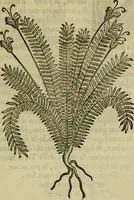 Picture 49 of 102 from Trattato di Christoforo Acosta africano medico & chirurgo della historia, natvra, et virtv delle droghe medicinali, & altri semplici rarissimi, che vengono portati dalle Indie Orientali in Europa : con le figure delle piante ritratte, & disegnate dal viuo poste a' luoghi proprij : nuouamente recato dalla spagnuola nella nostra lingua : con due indici, vno de' capi principali, l'altro delle cose di più momento, che si ritrouano in tutta l'opera (1585), leaf 234