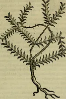 An illustration from Trattato di Christoforo Acosta africano medico & chirurgo della historia, natvra, et virtv delle droghe medicinali, & altri semplici rarissimi, che vengono portati dalle Indie Orientali in Europa : con le figure delle piante ritratte, & disegnate dal viuo poste a' luoghi proprij : nuouamente recato dalla spagnuola nella nostra lingua : con due indici, vno de' capi principali, l'altro delle cose di più momento, che si ritrouano in tutta l'opera (1585)