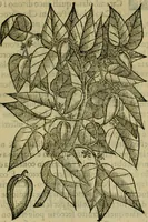 Picture 52 of 102 from Trattato di Christoforo Acosta africano medico & chirurgo della historia, natvra, et virtv delle droghe medicinali, & altri semplici rarissimi, che vengono portati dalle Indie Orientali in Europa : con le figure delle piante ritratte, & disegnate dal viuo poste a' luoghi proprij : nuouamente recato dalla spagnuola nella nostra lingua : con due indici, vno de' capi principali, l'altro delle cose di più momento, che si ritrouano in tutta l'opera (1585), leaf 244