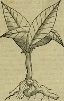 An illustration from Trattato di Christoforo Acosta africano medico & chirurgo della historia, natvra, et virtv delle droghe medicinali, & altri semplici rarissimi, che vengono portati dalle Indie Orientali in Europa : con le figure delle piante ritratte, & disegnate dal viuo poste a' luoghi proprij : nuouamente recato dalla spagnuola nella nostra lingua : con due indici, vno de' capi principali, l'altro delle cose di più momento, che si ritrouano in tutta l'opera (1585)