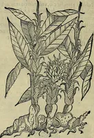 An illustration from Trattato di Christoforo Acosta africano medico & chirurgo della historia, natvra, et virtv delle droghe medicinali, & altri semplici rarissimi, che vengono portati dalle Indie Orientali in Europa : con le figure delle piante ritratte, & disegnate dal viuo poste a' luoghi proprij : nuouamente recato dalla spagnuola nella nostra lingua : con due indici, vno de' capi principali, l'altro delle cose di più momento, che si ritrouano in tutta l'opera (1585)