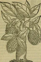 An illustration from Trattato di Christoforo Acosta africano medico & chirurgo della historia, natvra, et virtv delle droghe medicinali, & altri semplici rarissimi, che vengono portati dalle Indie Orientali in Europa : con le figure delle piante ritratte, & disegnate dal viuo poste a' luoghi proprij : nuouamente recato dalla spagnuola nella nostra lingua : con due indici, vno de' capi principali, l'altro delle cose di più momento, che si ritrouano in tutta l'opera (1585)