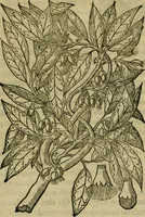 An illustration from Trattato di Christoforo Acosta africano medico & chirurgo della historia, natvra, et virtv delle droghe medicinali, & altri semplici rarissimi, che vengono portati dalle Indie Orientali in Europa : con le figure delle piante ritratte, & disegnate dal viuo poste a' luoghi proprij : nuouamente recato dalla spagnuola nella nostra lingua : con due indici, vno de' capi principali, l'altro delle cose di più momento, che si ritrouano in tutta l'opera (1585)
