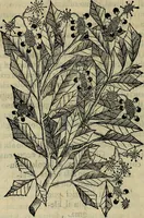 Picture 62 of 102 from Trattato di Christoforo Acosta africano medico & chirurgo della historia, natvra, et virtv delle droghe medicinali, & altri semplici rarissimi, che vengono portati dalle Indie Orientali in Europa : con le figure delle piante ritratte, & disegnate dal viuo poste a' luoghi proprij : nuouamente recato dalla spagnuola nella nostra lingua : con due indici, vno de' capi principali, l'altro delle cose di più momento, che si ritrouano in tutta l'opera (1585), leaf 263