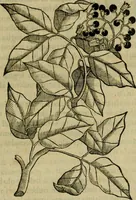 Picture 63 of 102 from Trattato di Christoforo Acosta africano medico & chirurgo della historia, natvra, et virtv delle droghe medicinali, & altri semplici rarissimi, che vengono portati dalle Indie Orientali in Europa : con le figure delle piante ritratte, & disegnate dal viuo poste a' luoghi proprij : nuouamente recato dalla spagnuola nella nostra lingua : con due indici, vno de' capi principali, l'altro delle cose di più momento, che si ritrouano in tutta l'opera (1585), leaf 264