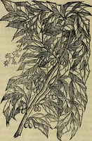 An illustration from Trattato di Christoforo Acosta africano medico & chirurgo della historia, natvra, et virtv delle droghe medicinali, & altri semplici rarissimi, che vengono portati dalle Indie Orientali in Europa : con le figure delle piante ritratte, & disegnate dal viuo poste a' luoghi proprij : nuouamente recato dalla spagnuola nella nostra lingua : con due indici, vno de' capi principali, l'altro delle cose di più momento, che si ritrouano in tutta l'opera (1585)