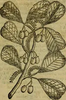 An illustration from Trattato di Christoforo Acosta africano medico & chirurgo della historia, natvra, et virtv delle droghe medicinali, & altri semplici rarissimi, che vengono portati dalle Indie Orientali in Europa : con le figure delle piante ritratte, & disegnate dal viuo poste a' luoghi proprij : nuouamente recato dalla spagnuola nella nostra lingua : con due indici, vno de' capi principali, l'altro delle cose di più momento, che si ritrouano in tutta l'opera (1585)