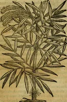 An illustration from Trattato di Christoforo Acosta africano medico & chirurgo della historia, natvra, et virtv delle droghe medicinali, & altri semplici rarissimi, che vengono portati dalle Indie Orientali in Europa : con le figure delle piante ritratte, & disegnate dal viuo poste a' luoghi proprij : nuouamente recato dalla spagnuola nella nostra lingua : con due indici, vno de' capi principali, l'altro delle cose di più momento, che si ritrouano in tutta l'opera (1585)