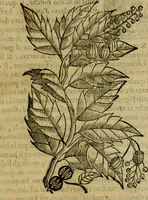 An illustration from Trattato di Christoforo Acosta africano medico & chirurgo della historia, natvra, et virtv delle droghe medicinali, & altri semplici rarissimi, che vengono portati dalle Indie Orientali in Europa : con le figure delle piante ritratte, & disegnate dal viuo poste a' luoghi proprij : nuouamente recato dalla spagnuola nella nostra lingua : con due indici, vno de' capi principali, l'altro delle cose di più momento, che si ritrouano in tutta l'opera (1585)