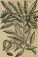 An illustration from Trattato di Christoforo Acosta africano medico & chirurgo della historia, natvra, et virtv delle droghe medicinali, & altri semplici rarissimi, che vengono portati dalle Indie Orientali in Europa : con le figure delle piante ritratte, & disegnate dal viuo poste a' luoghi proprij : nuouamente recato dalla spagnuola nella nostra lingua : con due indici, vno de' capi principali, l'altro delle cose di più momento, che si ritrouano in tutta l'opera (1585)