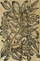 An illustration from Trattato di Christoforo Acosta africano medico & chirurgo della historia, natvra, et virtv delle droghe medicinali, & altri semplici rarissimi, che vengono portati dalle Indie Orientali in Europa : con le figure delle piante ritratte, & disegnate dal viuo poste a' luoghi proprij : nuouamente recato dalla spagnuola nella nostra lingua : con due indici, vno de' capi principali, l'altro delle cose di più momento, che si ritrouano in tutta l'opera (1585)
