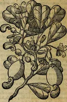 An illustration from Trattato di Christoforo Acosta africano medico & chirurgo della historia, natvra, et virtv delle droghe medicinali, & altri semplici rarissimi, che vengono portati dalle Indie Orientali in Europa : con le figure delle piante ritratte, & disegnate dal viuo poste a' luoghi proprij : nuouamente recato dalla spagnuola nella nostra lingua : con due indici, vno de' capi principali, l'altro delle cose di più momento, che si ritrouano in tutta l'opera (1585)