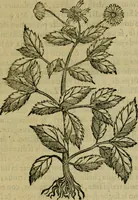 An illustration from Trattato di Christoforo Acosta africano medico & chirurgo della historia, natvra, et virtv delle droghe medicinali, & altri semplici rarissimi, che vengono portati dalle Indie Orientali in Europa : con le figure delle piante ritratte, & disegnate dal viuo poste a' luoghi proprij : nuouamente recato dalla spagnuola nella nostra lingua : con due indici, vno de' capi principali, l'altro delle cose di più momento, che si ritrouano in tutta l'opera (1585)